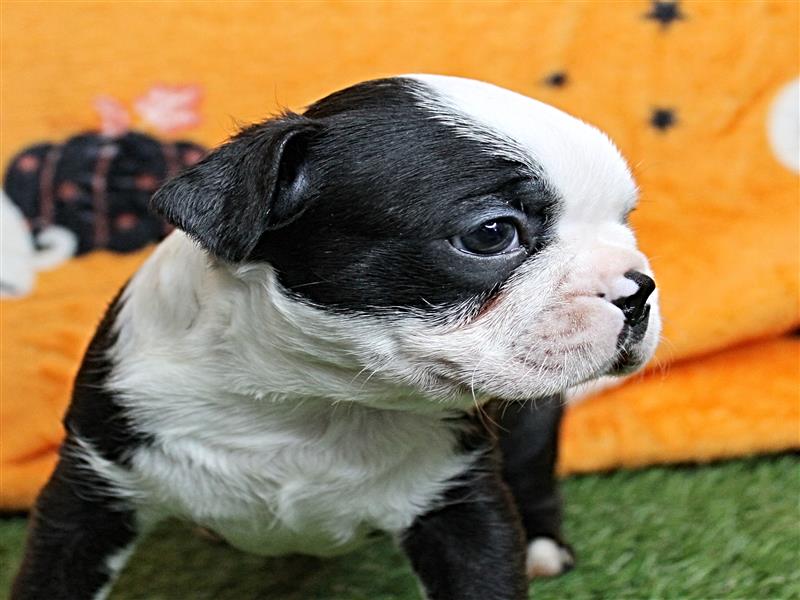 puppy image