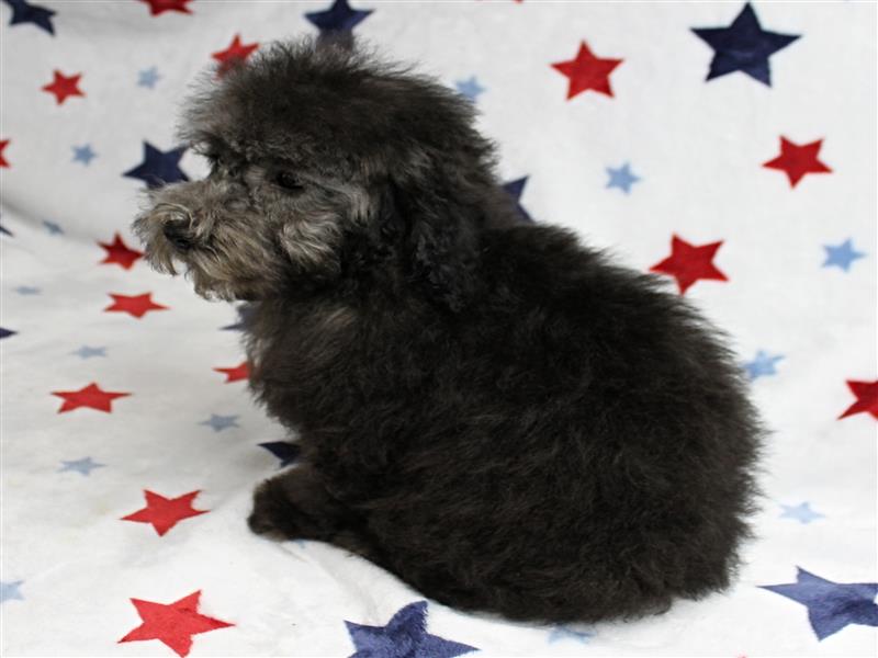 puppy image
