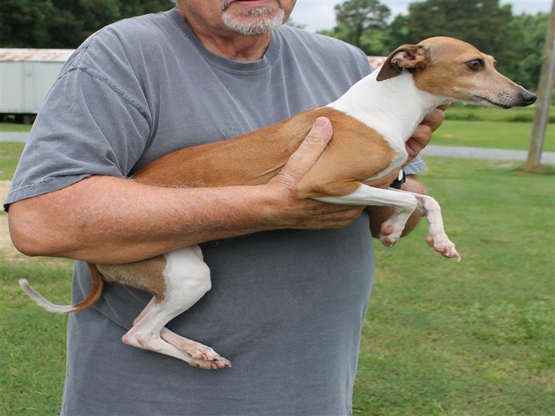 puppy image