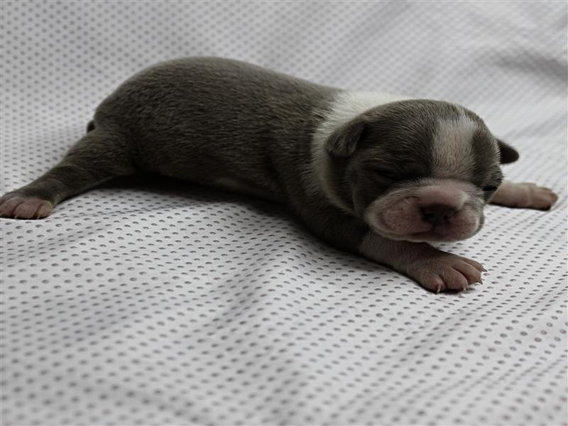 puppy image