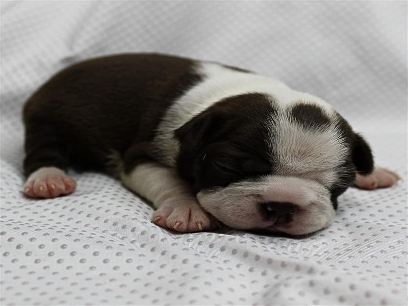 puppy image