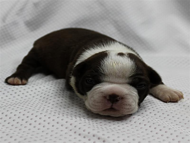 puppy image