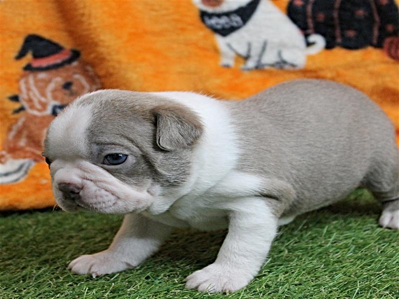 puppy image
