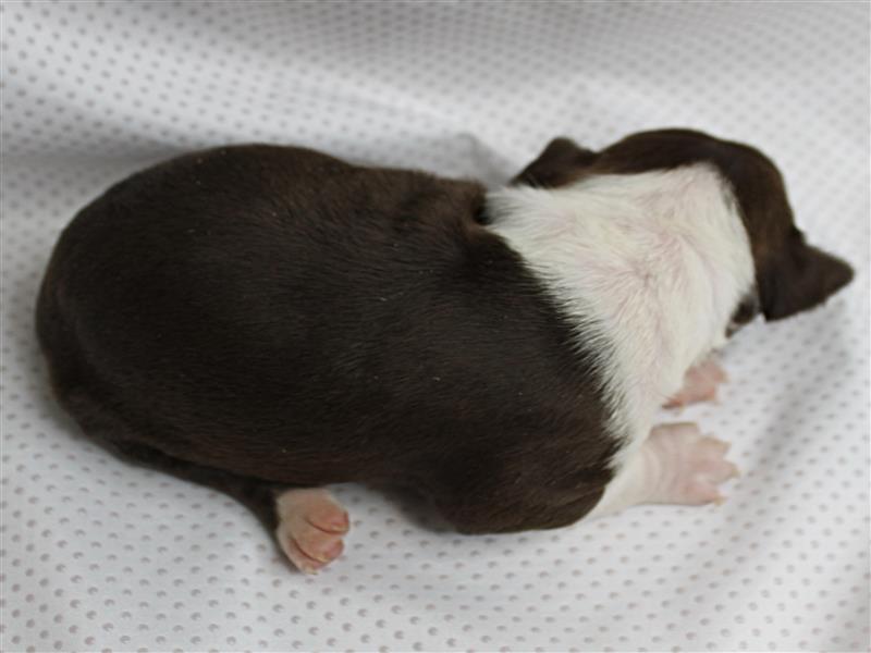 puppy image
