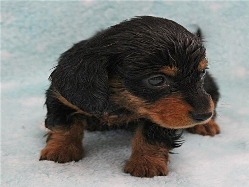 puppy image