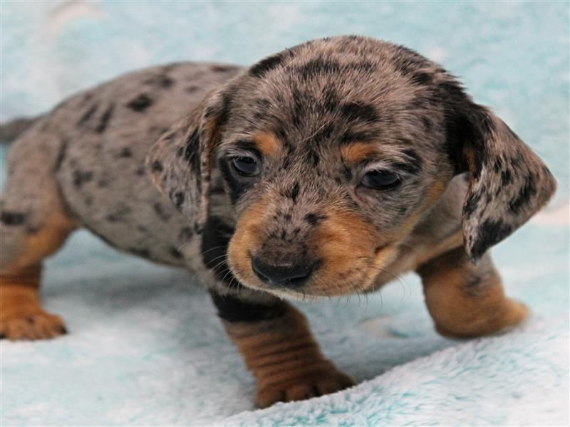 puppy image