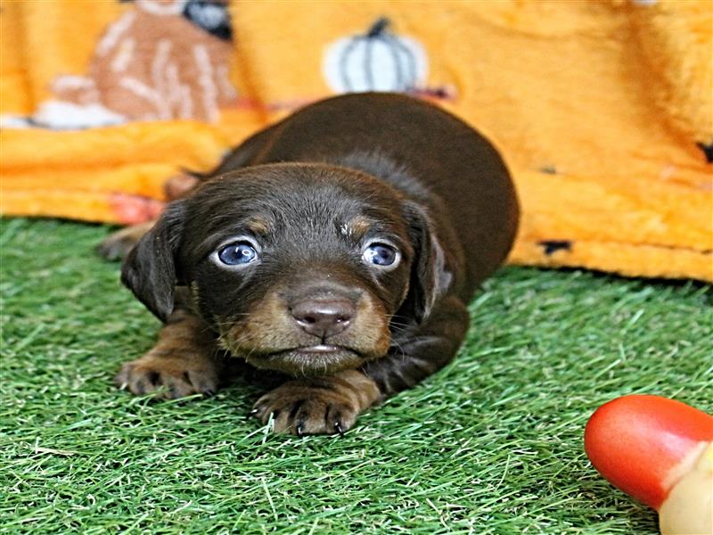puppy image