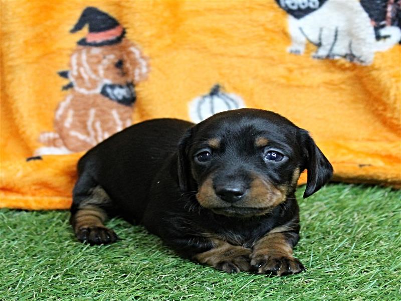 puppy image