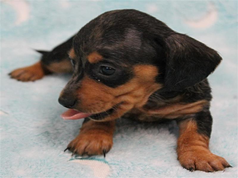 puppy image