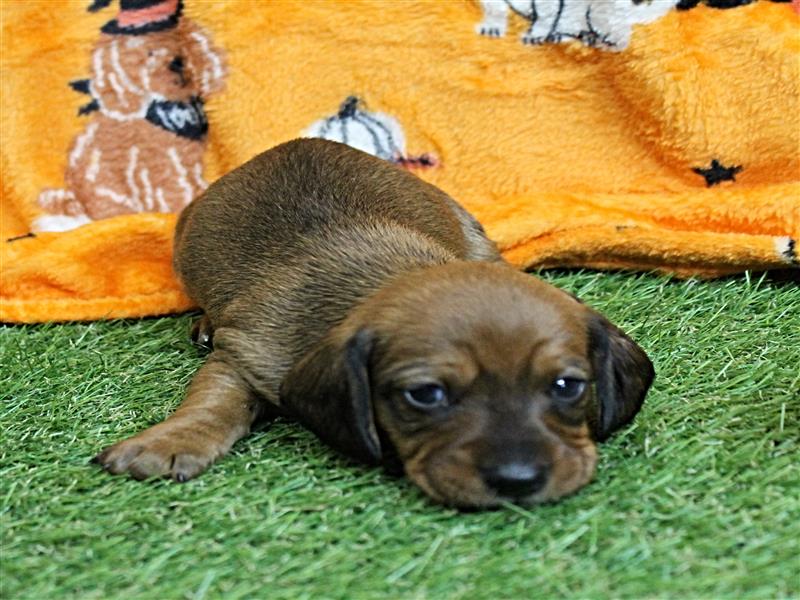 puppy image