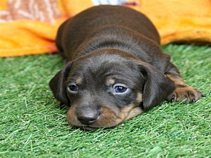 puppy image