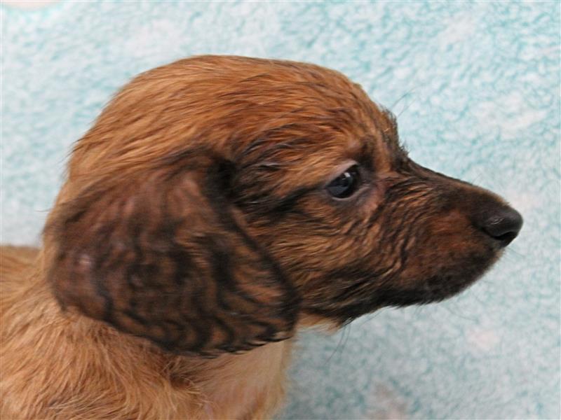 puppy image