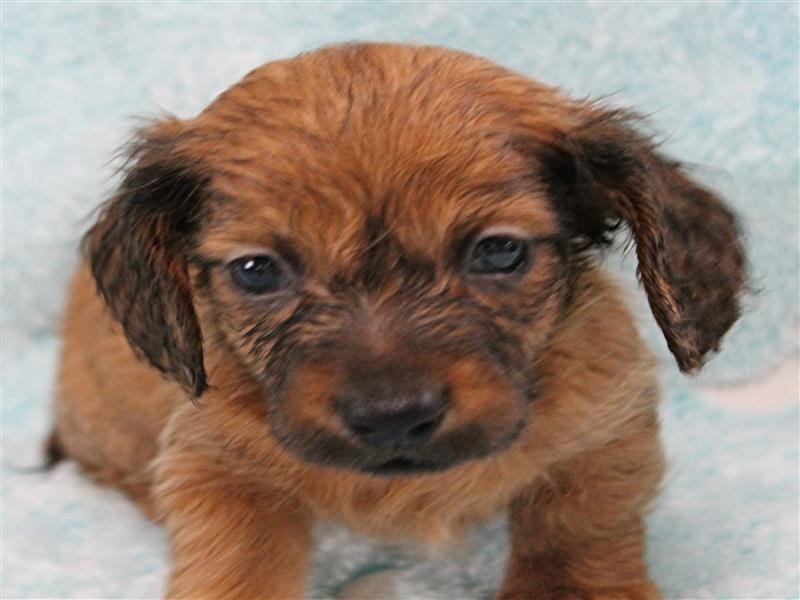 puppy image