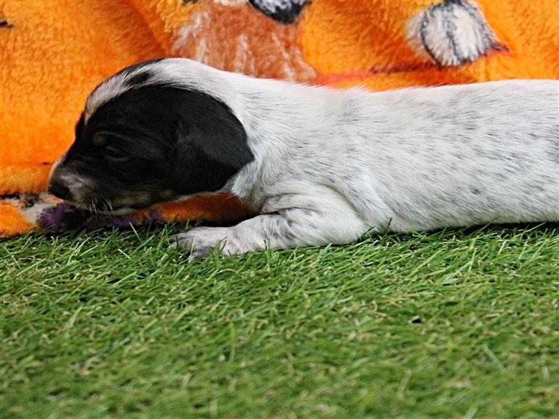 puppy image