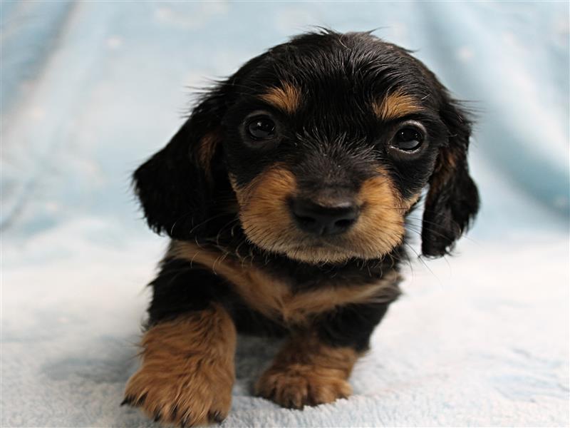 puppy image