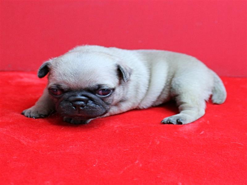 puppy image