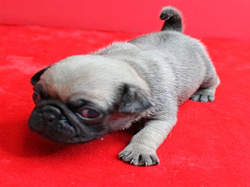 puppy image