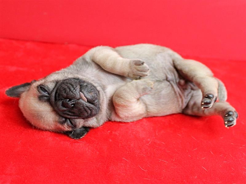 puppy image