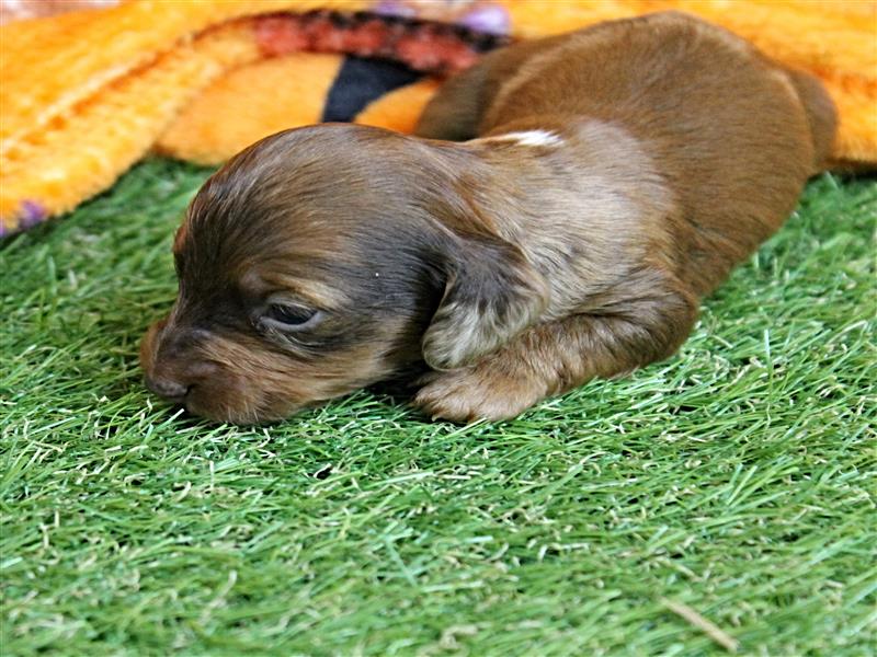 puppy image