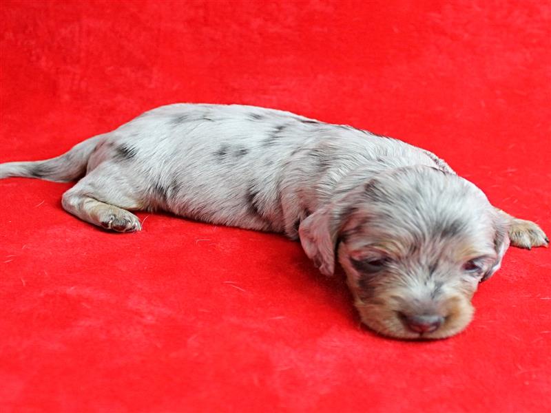 puppy image