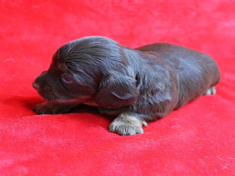 puppy image