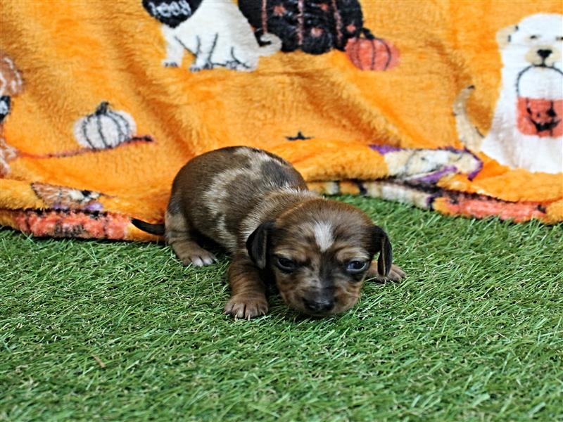 puppy image