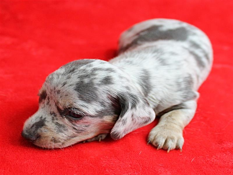 puppy image