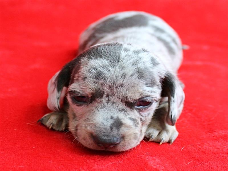 puppy image