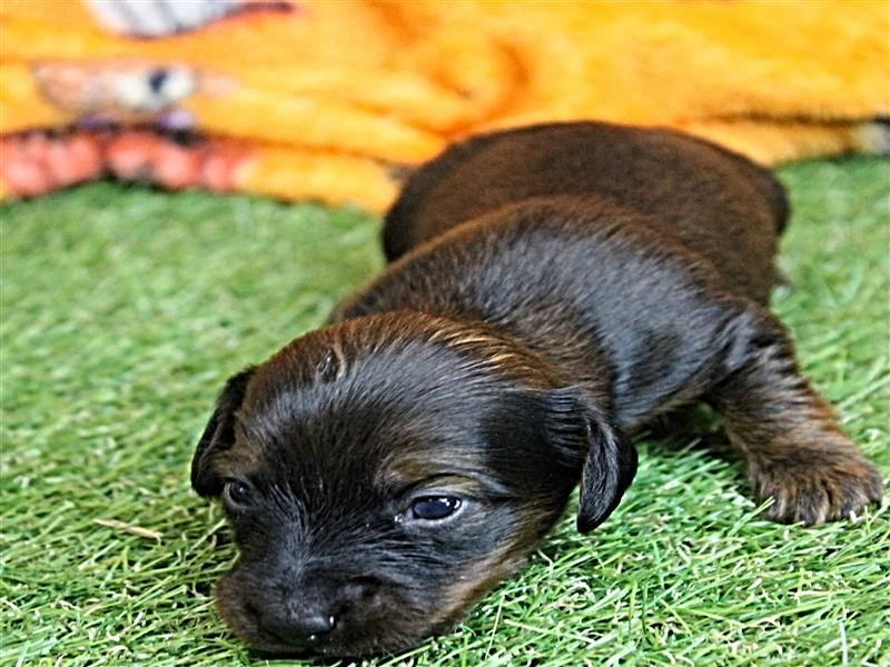 puppy image