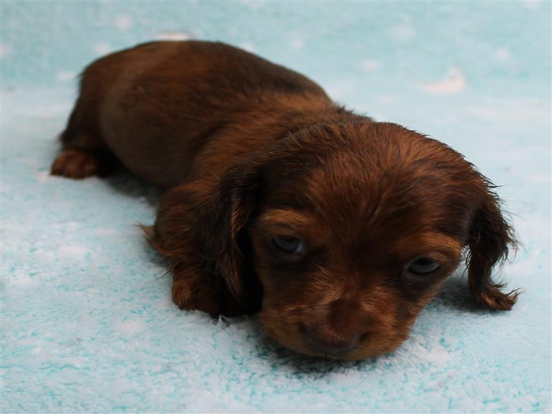 puppy image