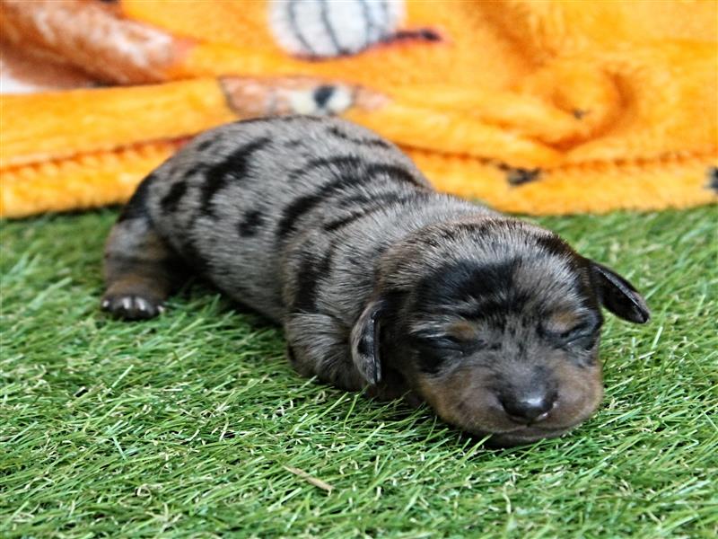 puppy image