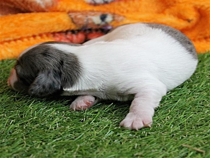 puppy image