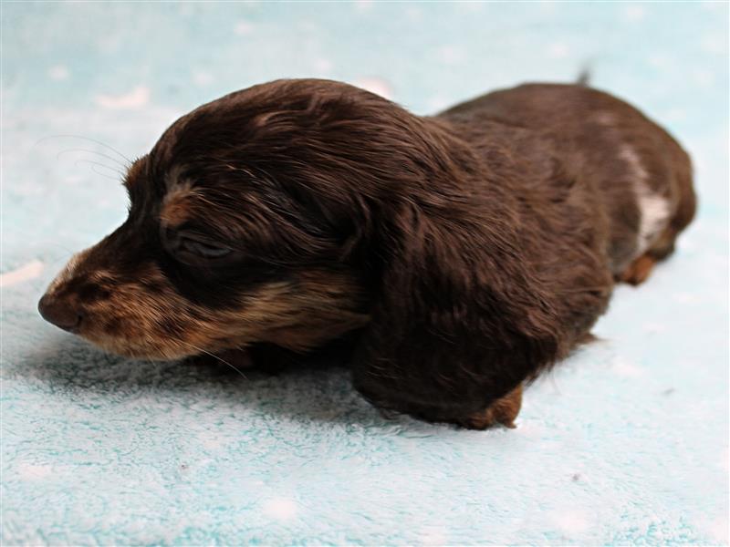 puppy image