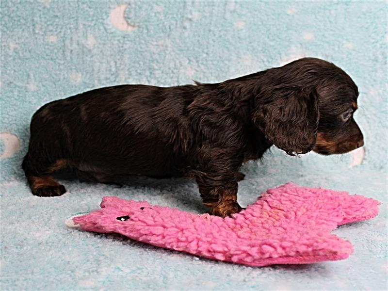 puppy image