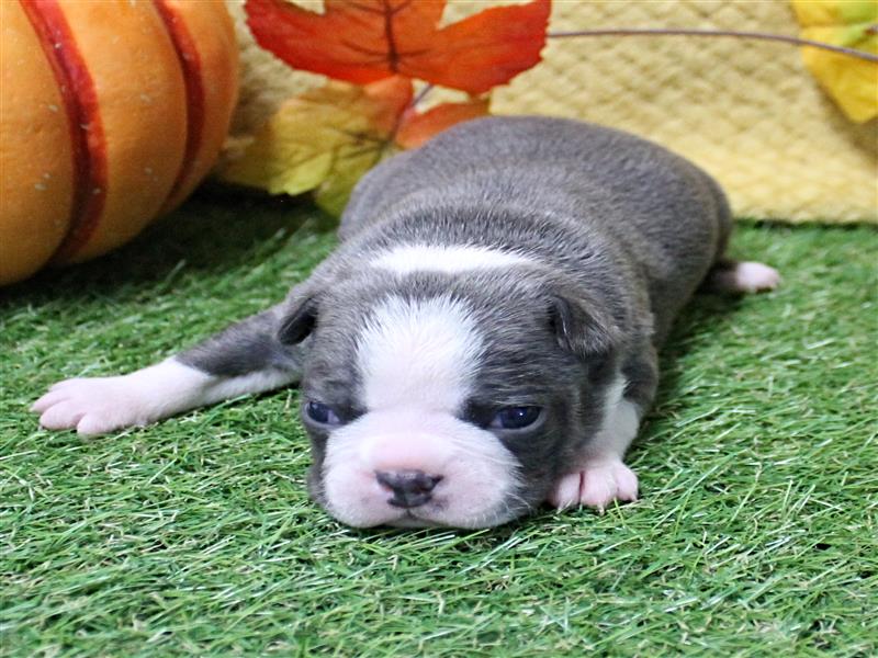 puppy image