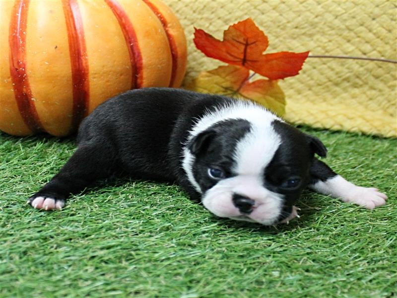 puppy image