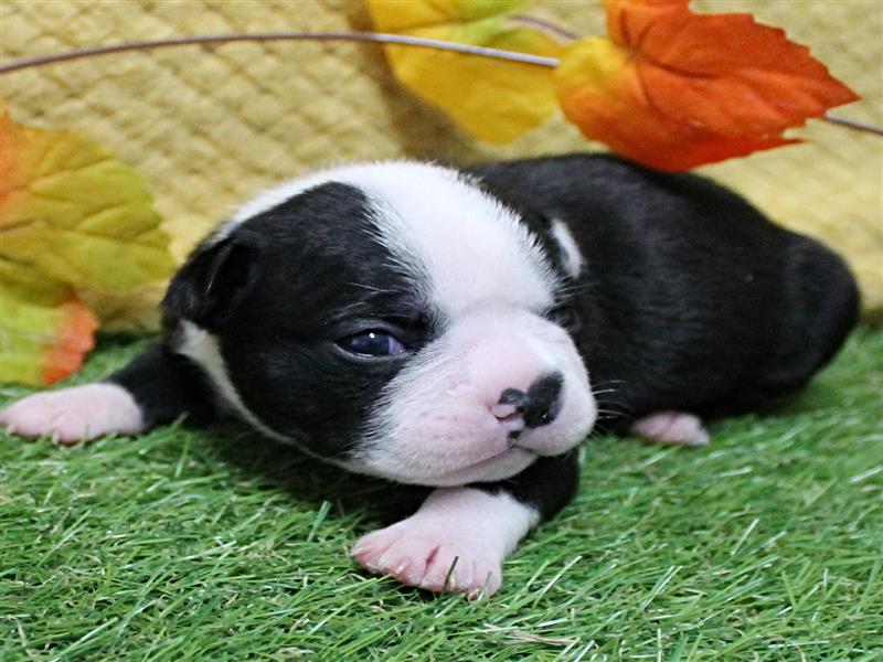 puppy image