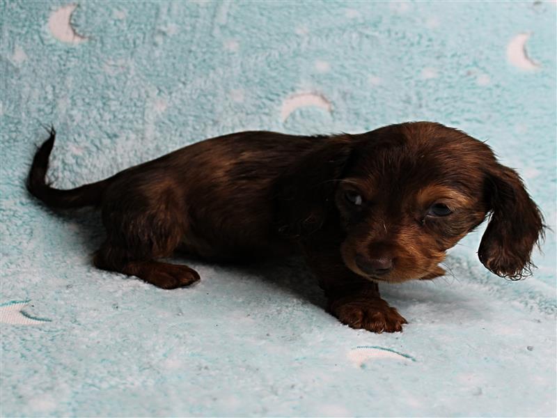 puppy image
