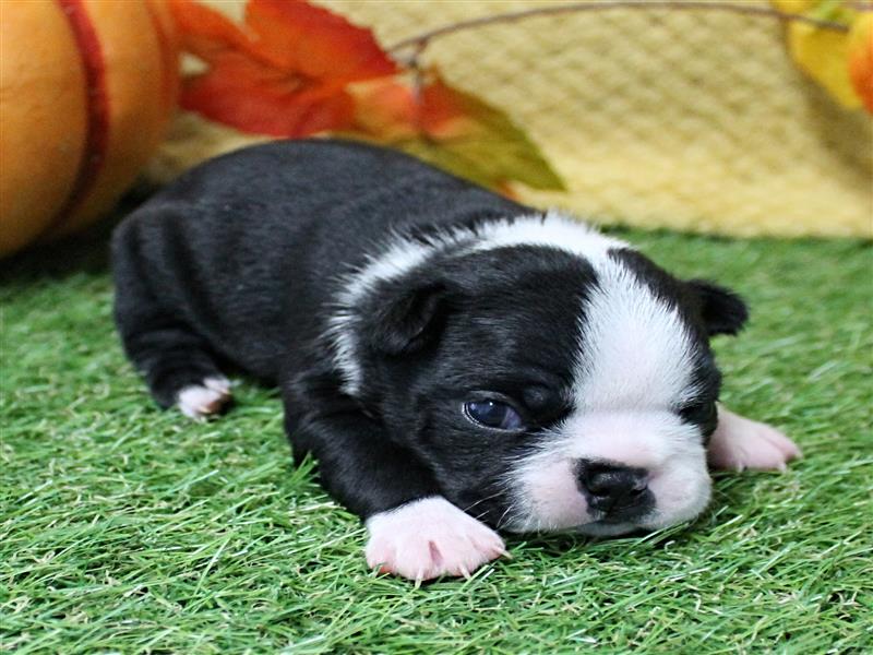 puppy image