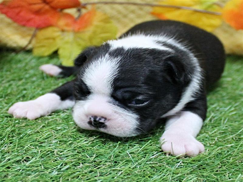 puppy image