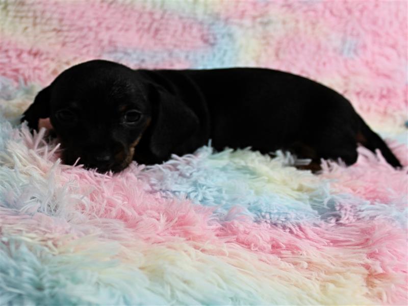 puppy image