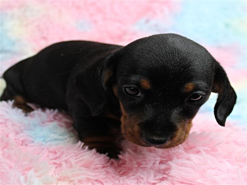 puppy image