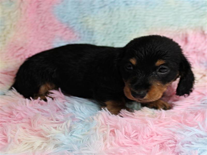 puppy image