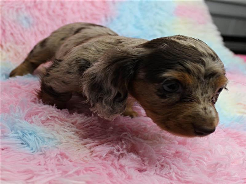 puppy image
