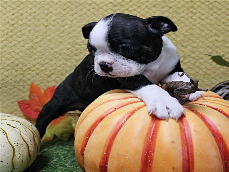 puppy image