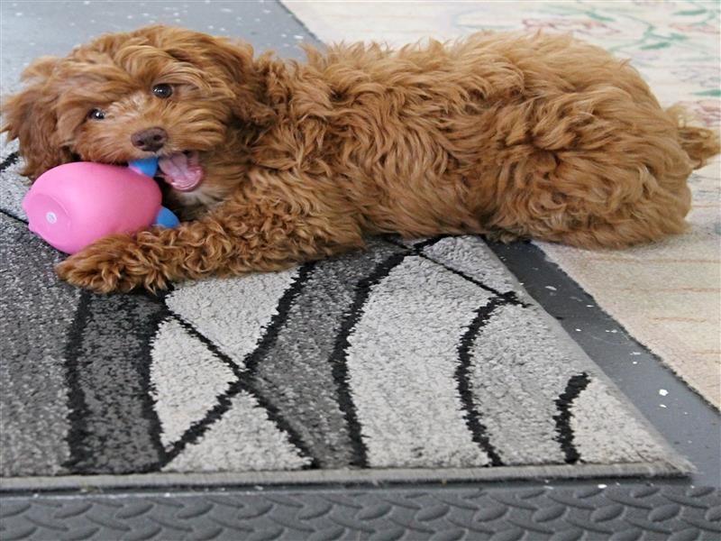 puppy image