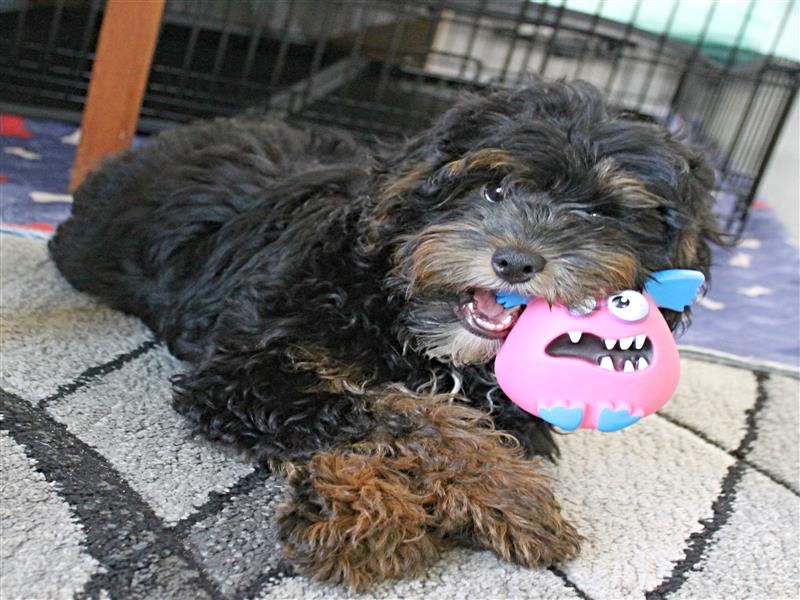 puppy image