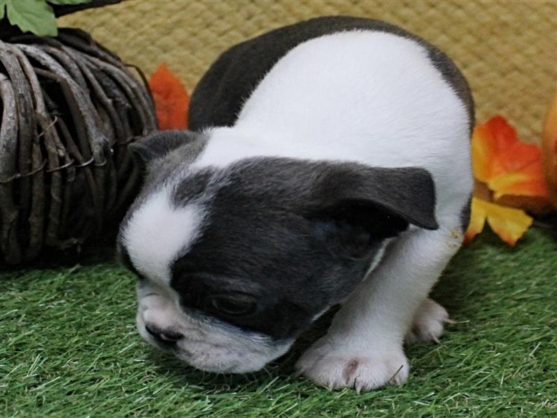 puppy image