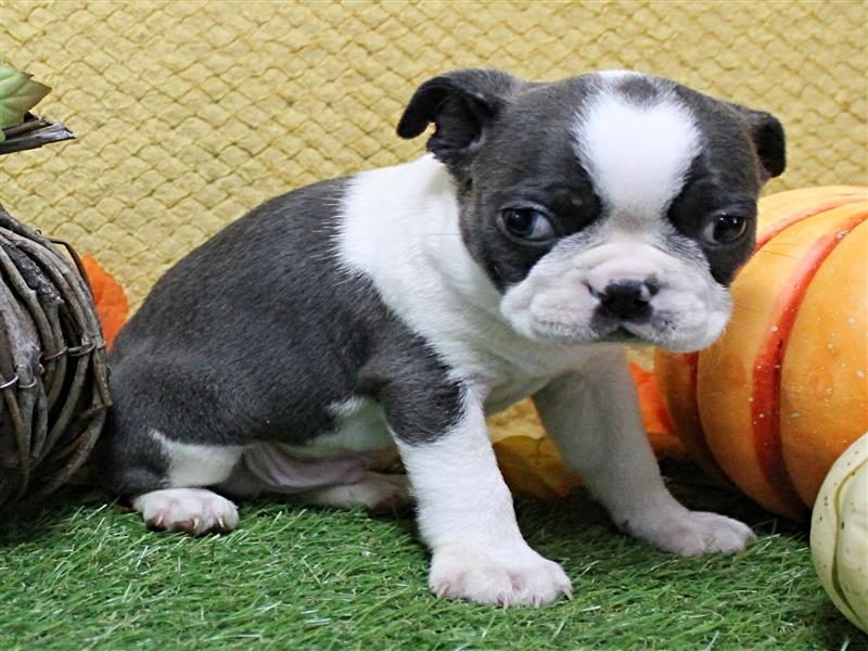 puppy image