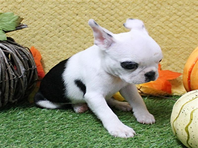 puppy image